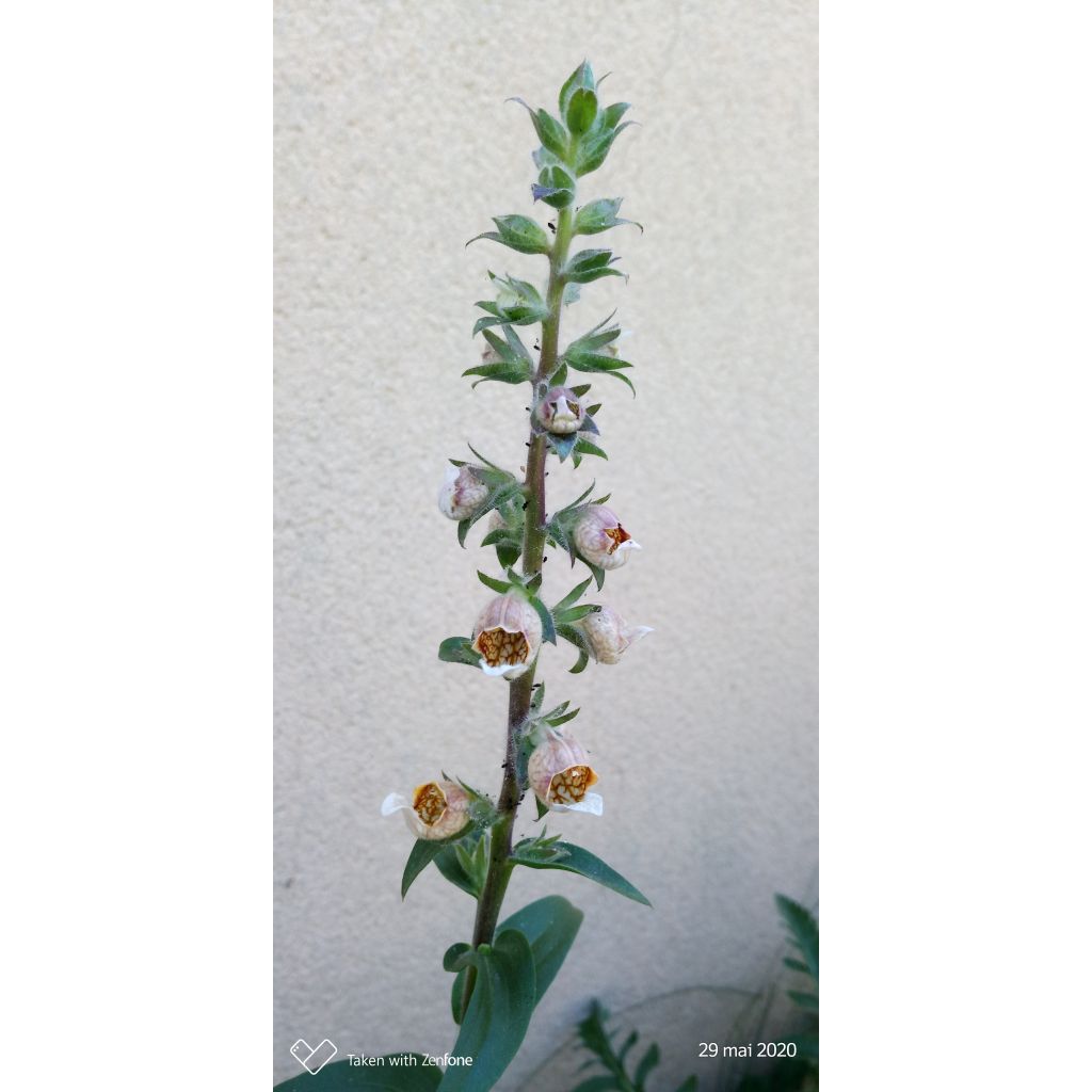 Digitalis lanata Café Crème - Wollig vingerhoedskruid