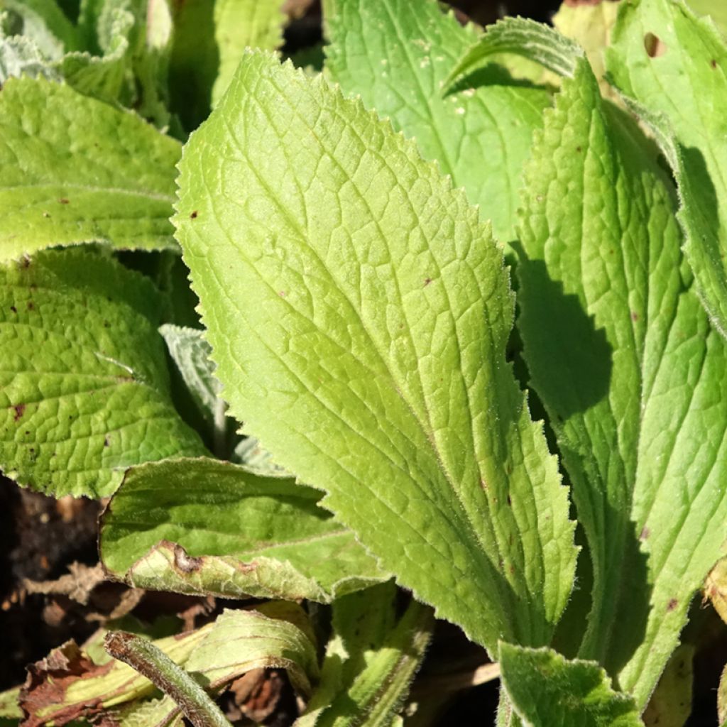 Digitalis mertonensis Summer King - Vingerhoedskruid