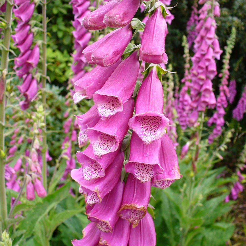 Digitalis purpurea - Vingerhoedskruid