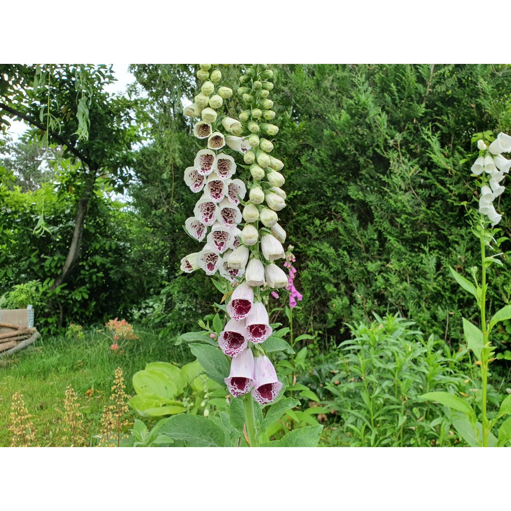 Digitalis purpurea Pam's Choice - Vingerhoedskruid