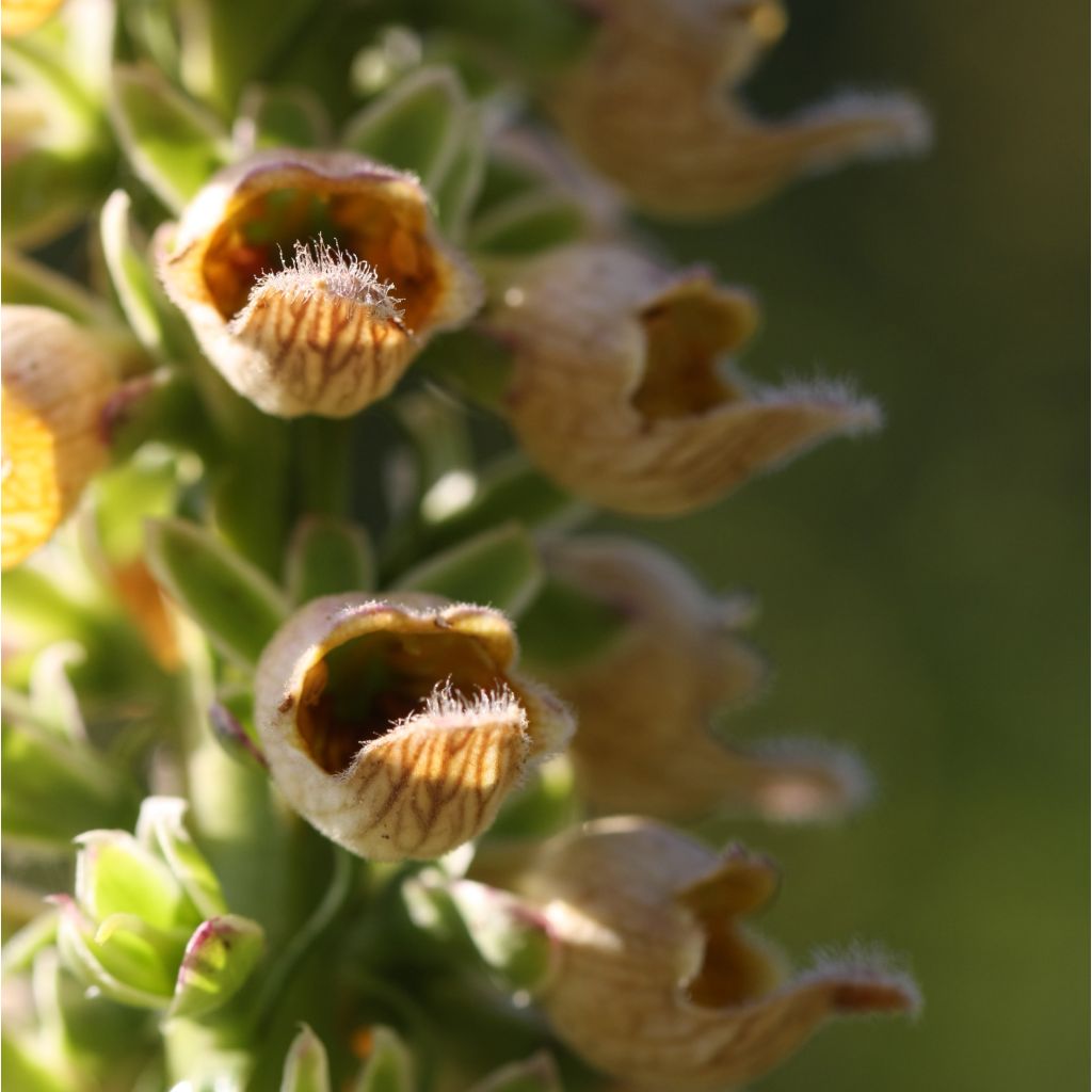 Digitalis ferruginea Gigantea - Vingerhoedskruid
