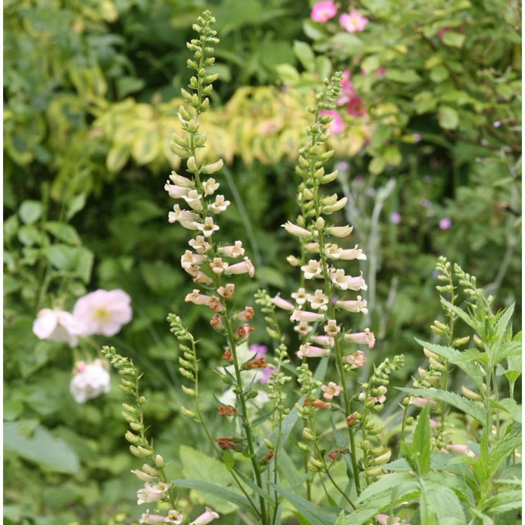 Digitalis Glory of Roundway - Vingerhoedskruid