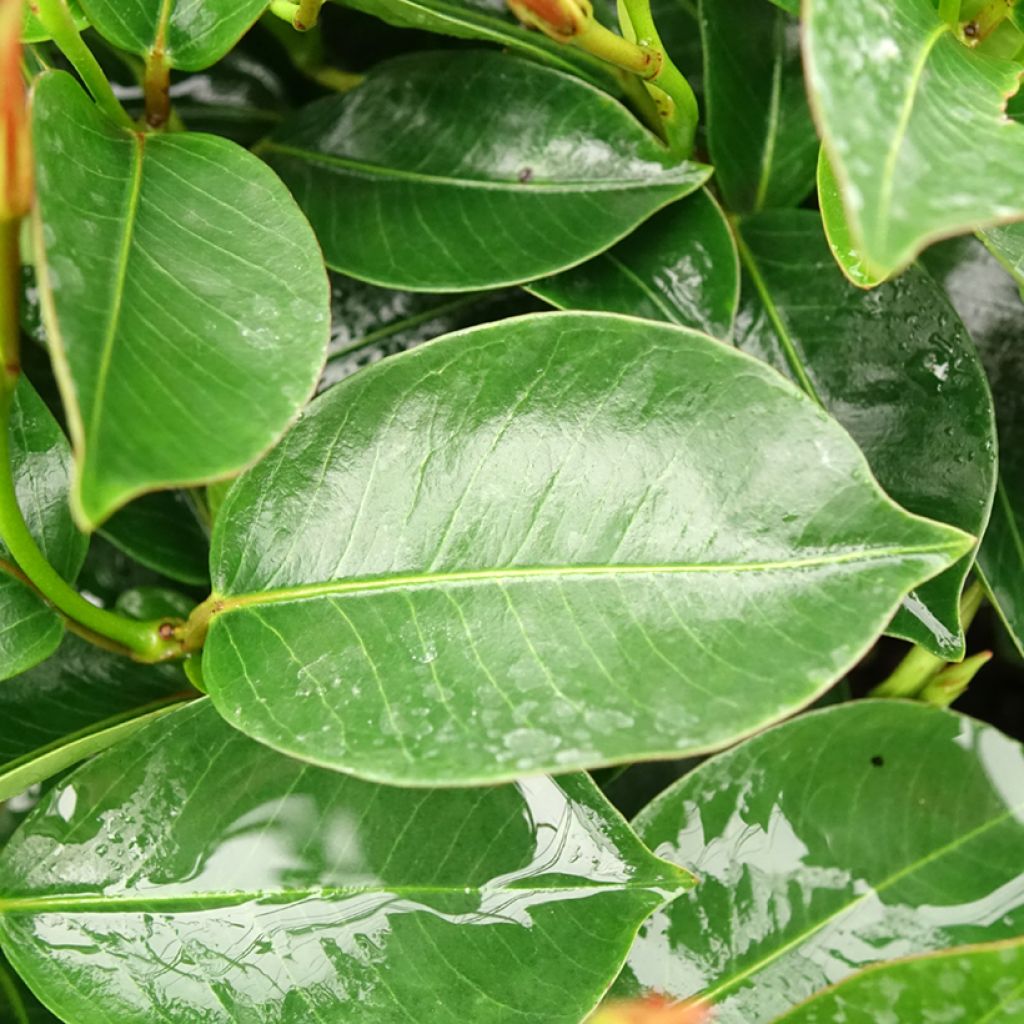 Dipladenia BELLA Pink Star - Mandevilla