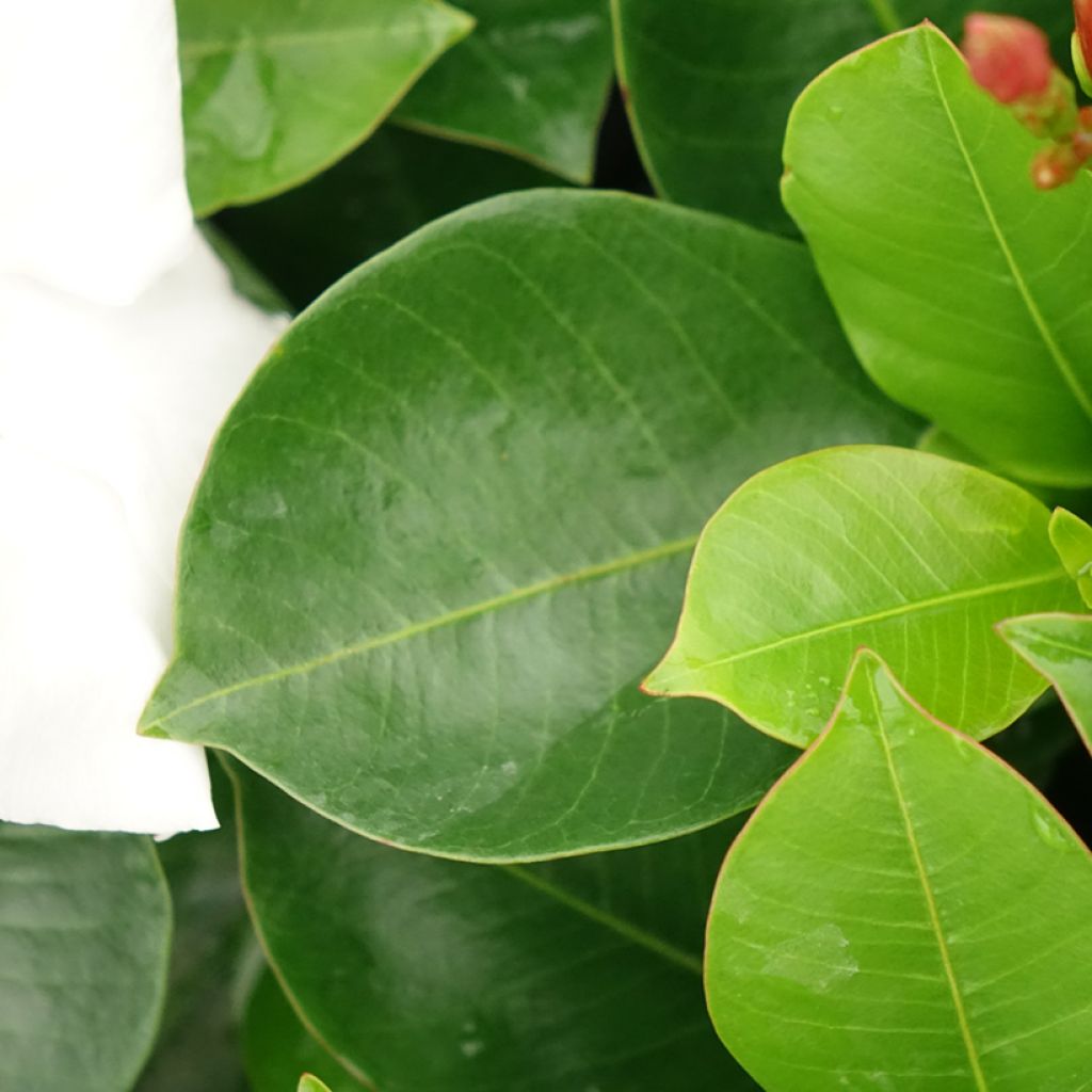 Dipladenia BELLA Wit - Mandevilla