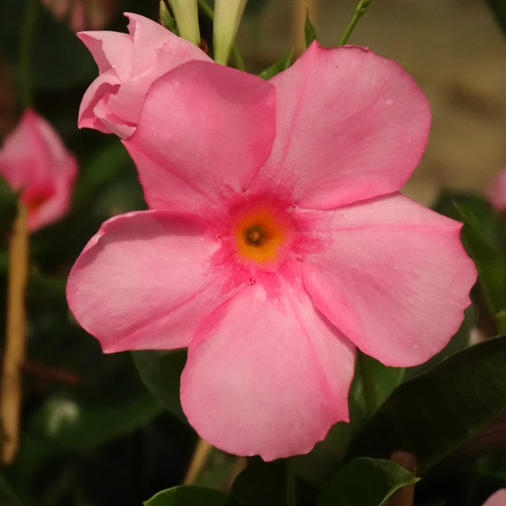 Dipladenia Agate mini Strawberry red - Braziliaanse jasmijn