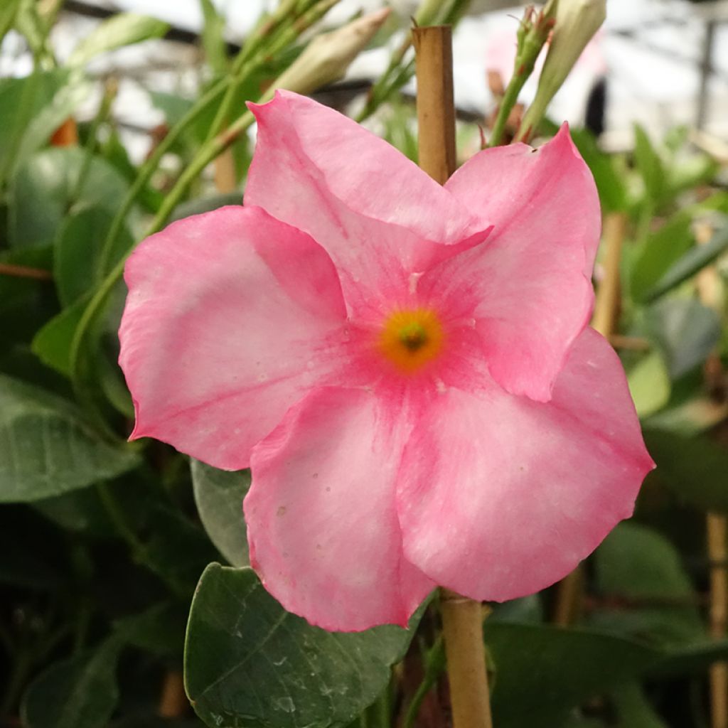 Dipladenia Diamantina Jade Roze - Mandevilla