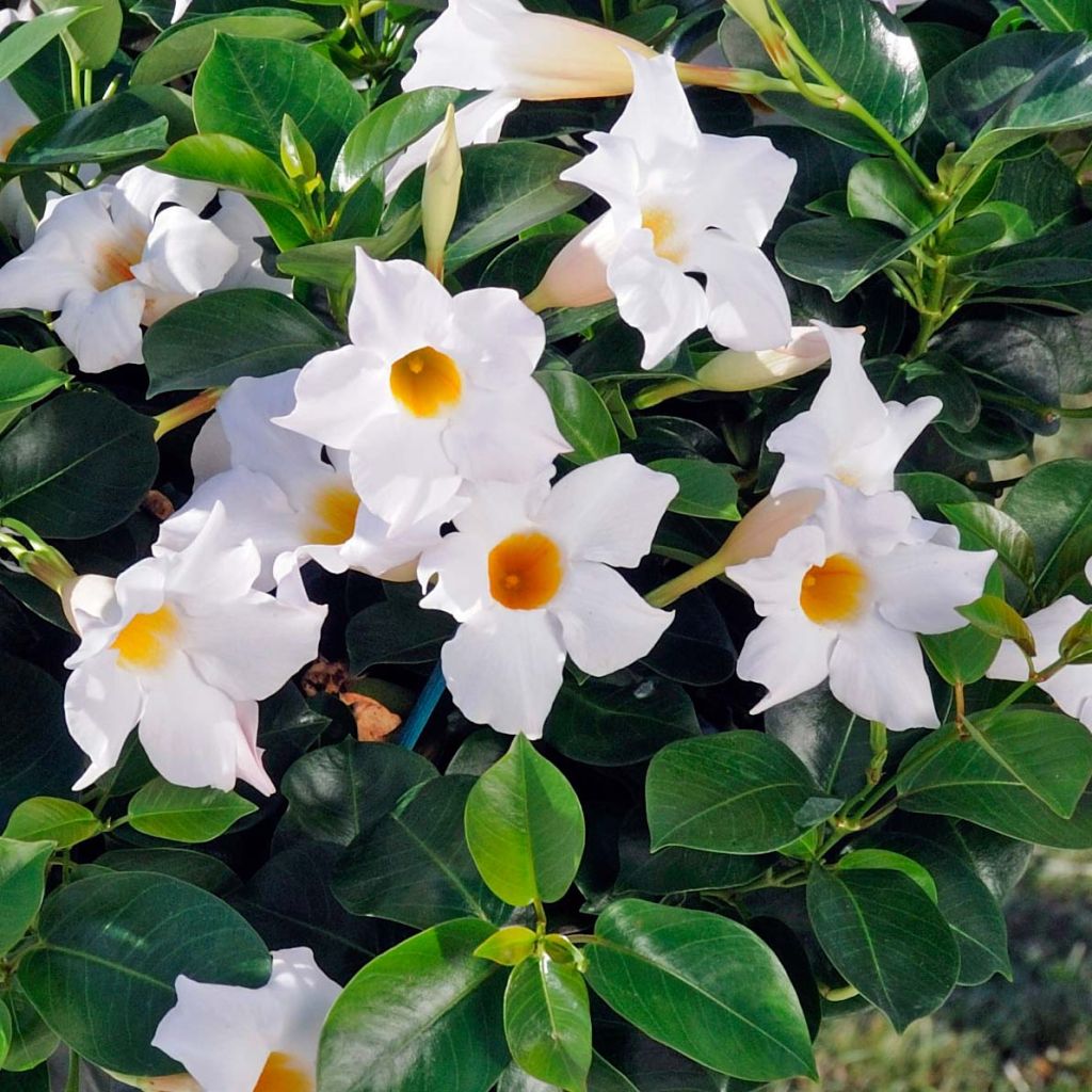 Dipladenia Diamantina Jade White - Mandevilla