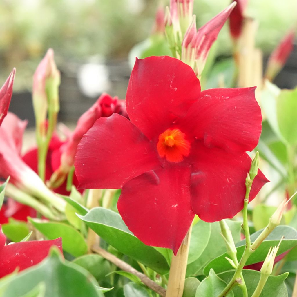 Dipladenia Diamantina Jade XXL Rood - Mandevilla