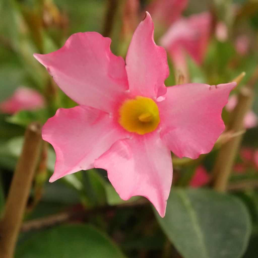 Dipladenia Diamantina Opale Fuchsia Flammé - Mandevilla