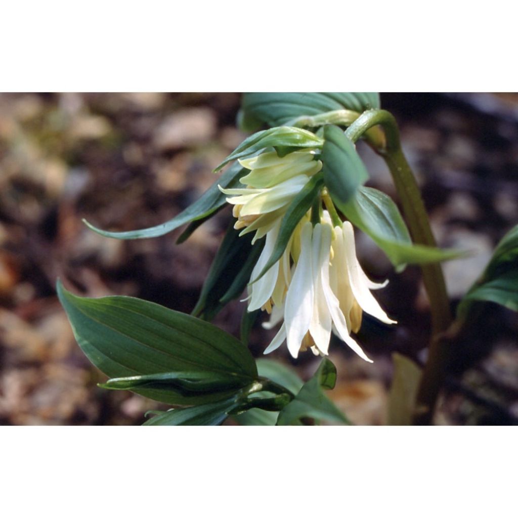 Disporum megalanthum - Elfenklokje