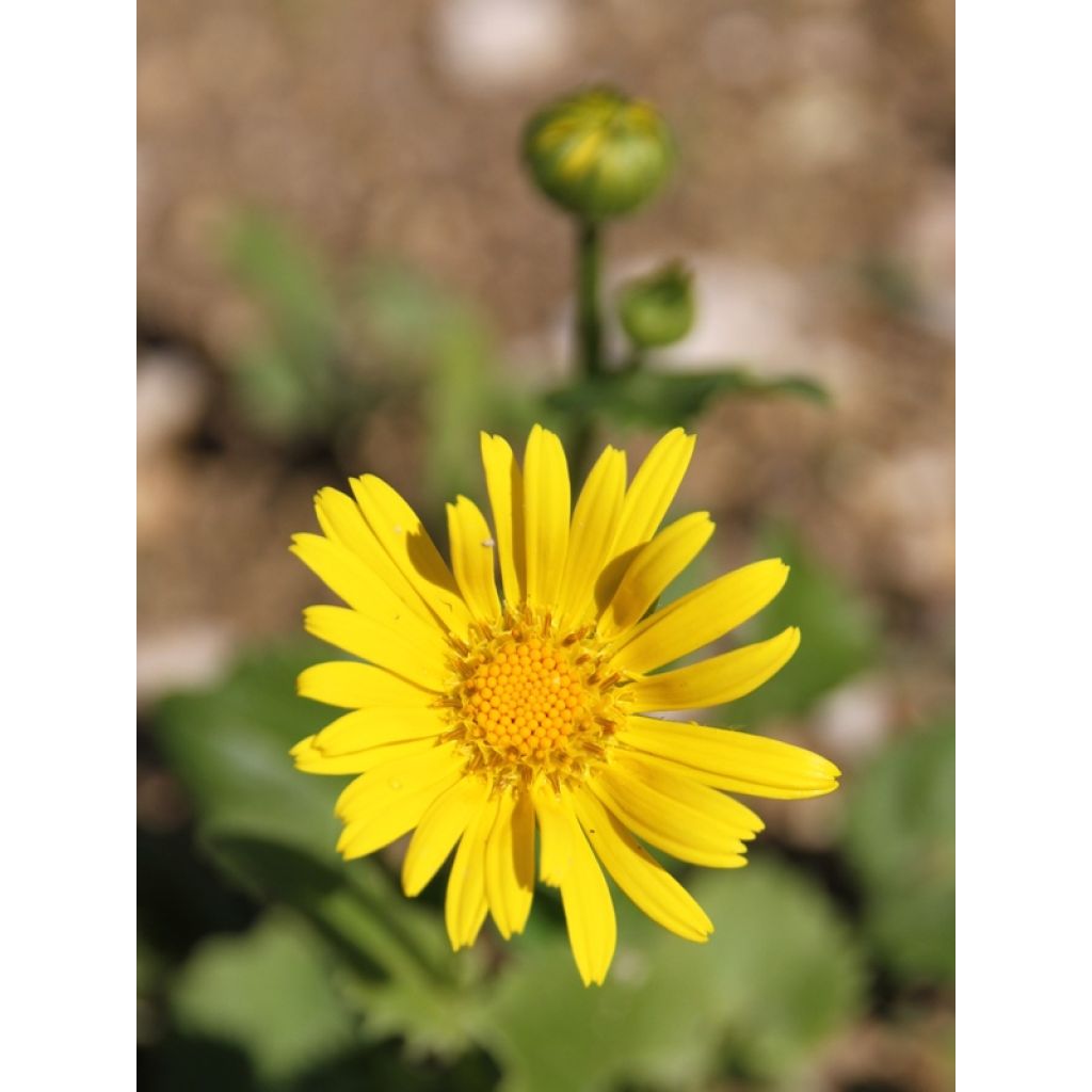 Doronicum orientale Little Leo - Voorjaarszonnebloem