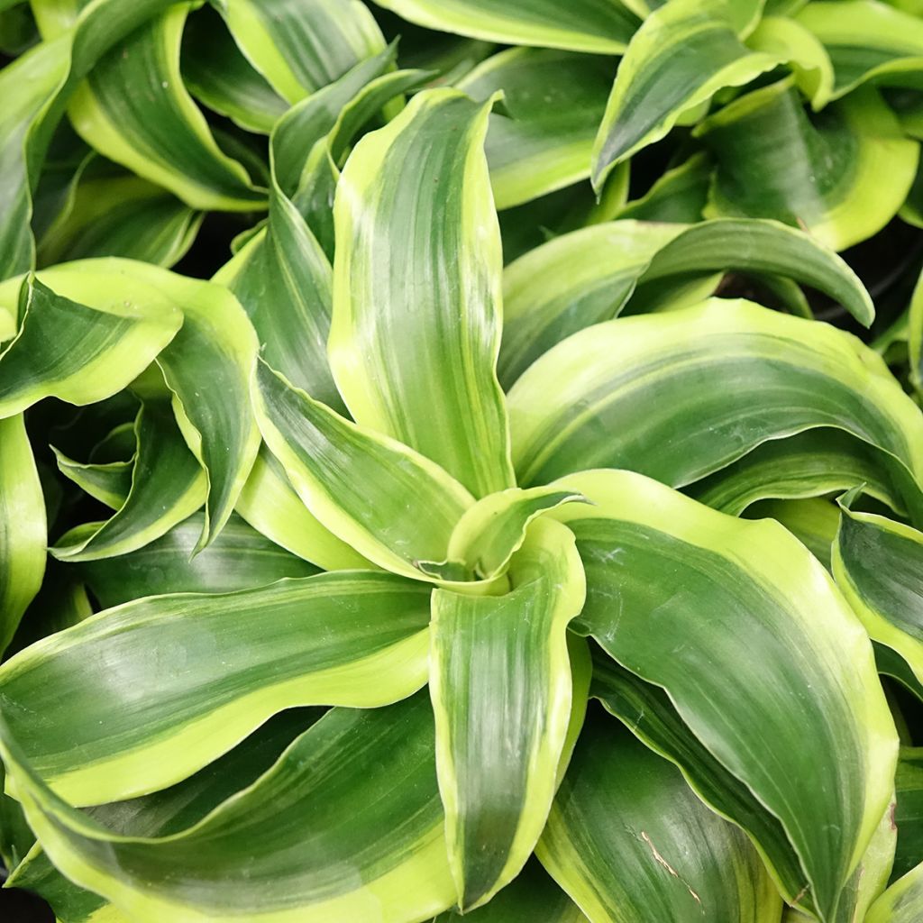 Dracaena fragrans Dragontree Tornado - Drakenbloedboom