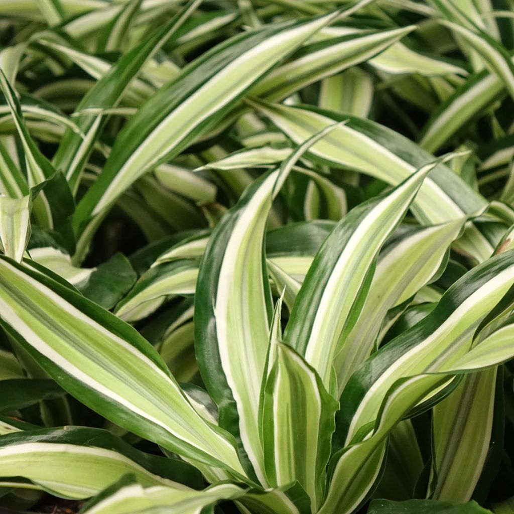 Dracaena fragrans Malaika - Drakenbloedboom