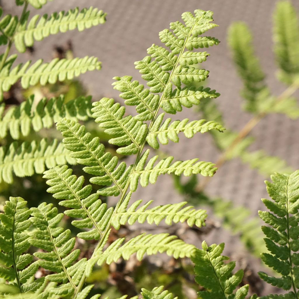 Dryopteris stewartii - Niervaren