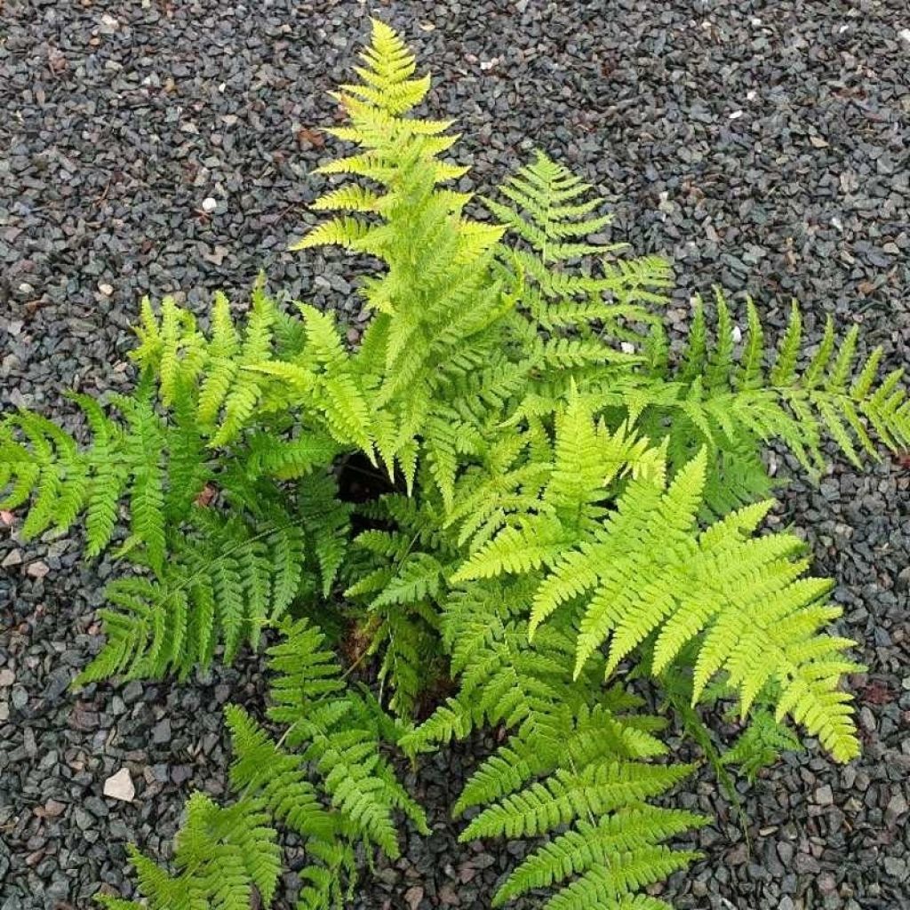 Dryopteris stewartii - Niervaren