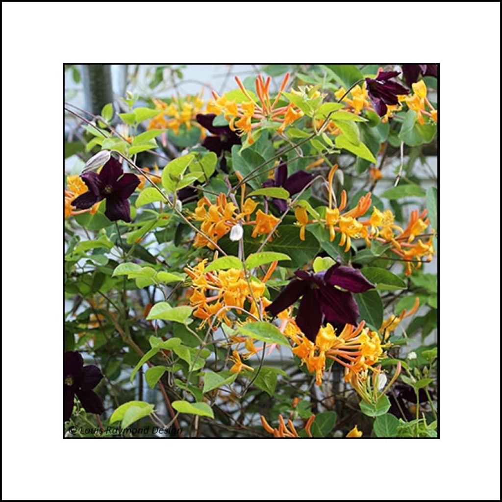 Duivels Duo - Collectie Kamperfoelie en Clematis