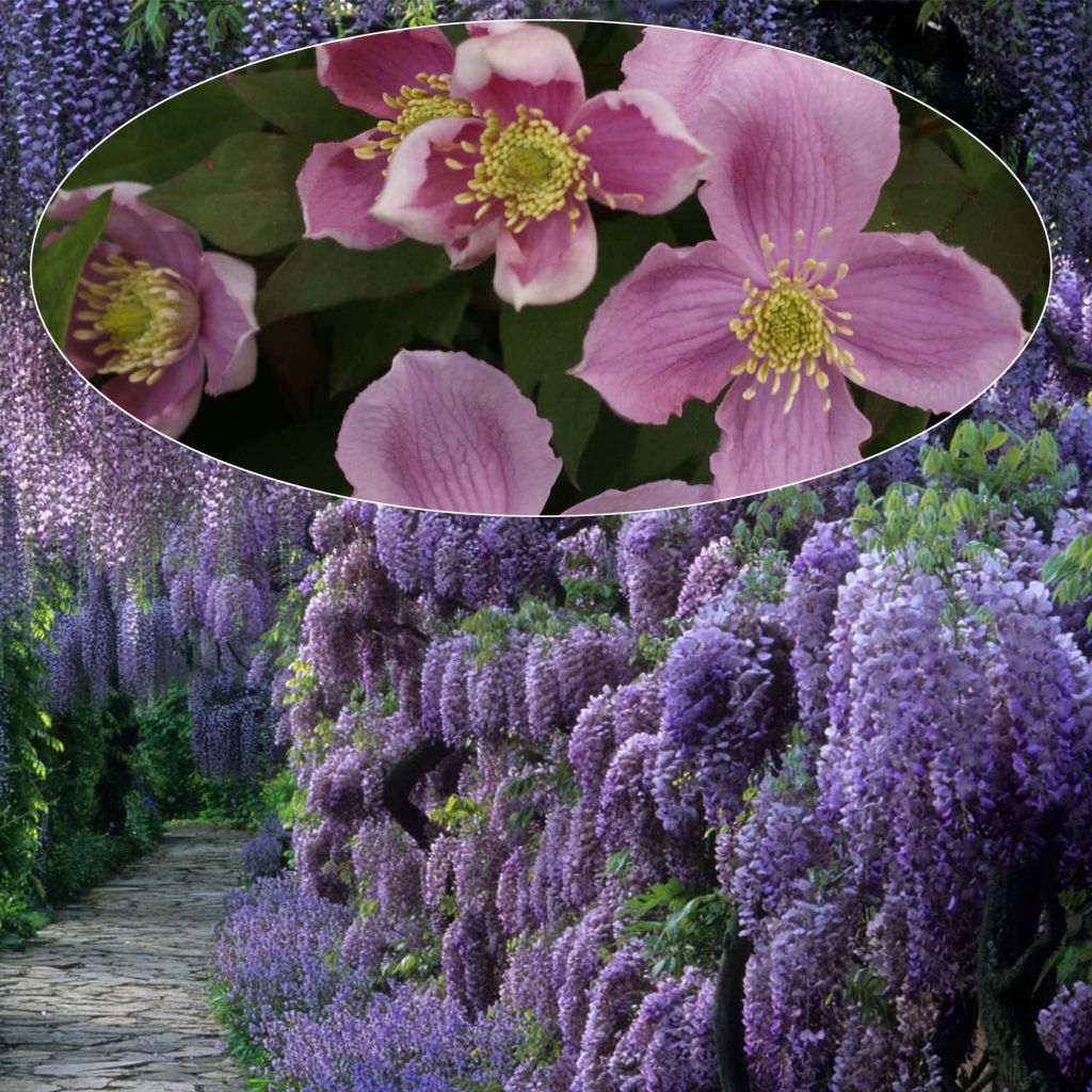 Duo De reuzen - Bosrank Clematis montana 'Tetrarose' en Chinese blauweregen