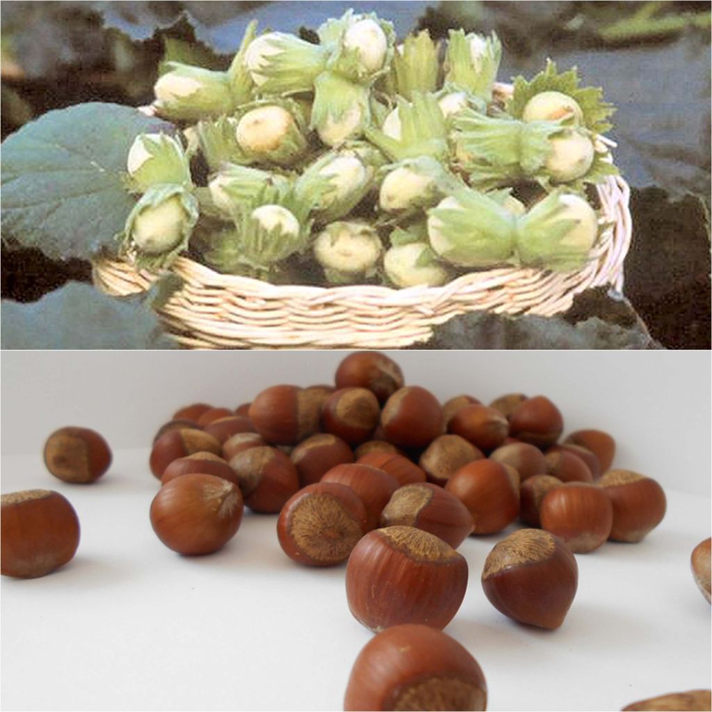 Pollinatie-duo hazelaars voor een rijke oogst