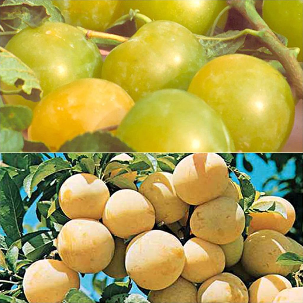 Duo bestuivende kleurrijke Reine Claude-pruimen in pot