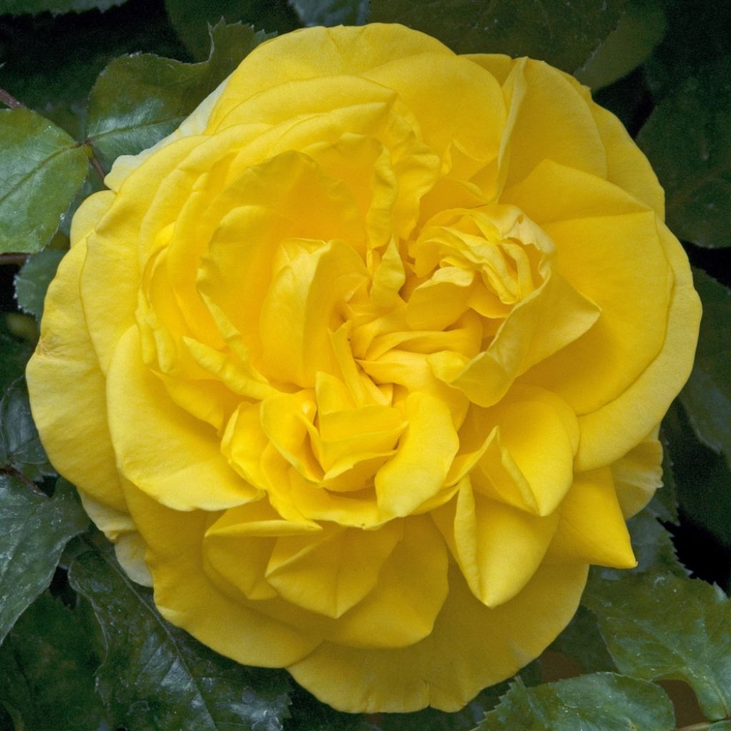 Rosa Pacific Sunset - Grootbloemige roos