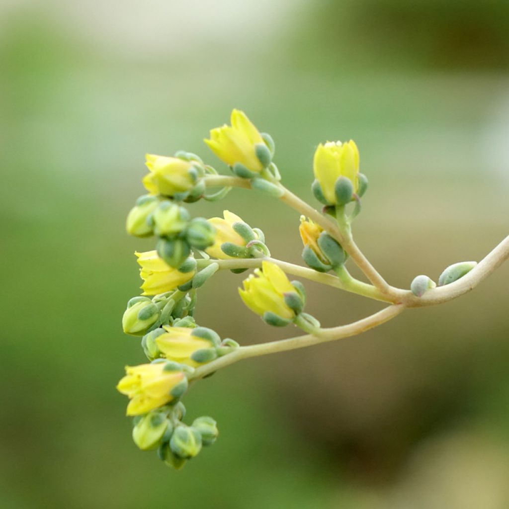 Echeveria agavoides - Mexicaanse sneeuwbal