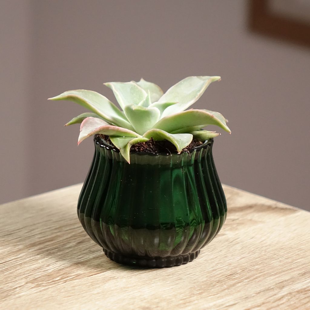 Echeveria Madiba