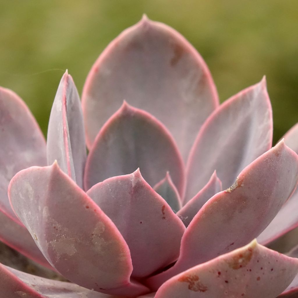 Echeveria Perle Von Nürnberg - Mexicaanse sneeuwbal