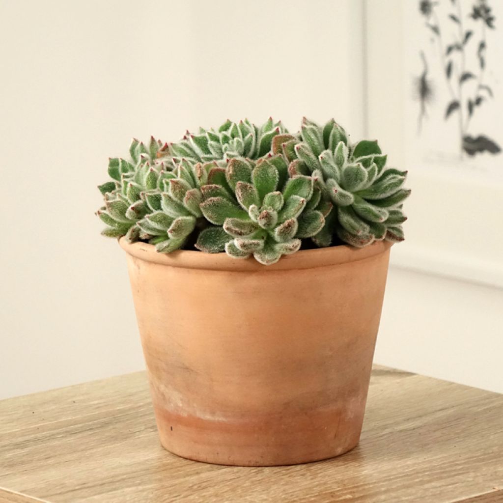 Echeveria setosa - Mexicaanse sneeuwbal