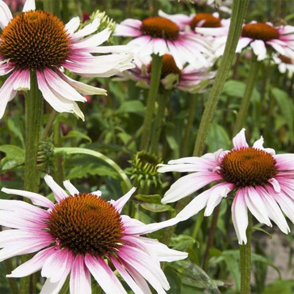 Echinacea purpurea Funky White - Zonnehoed