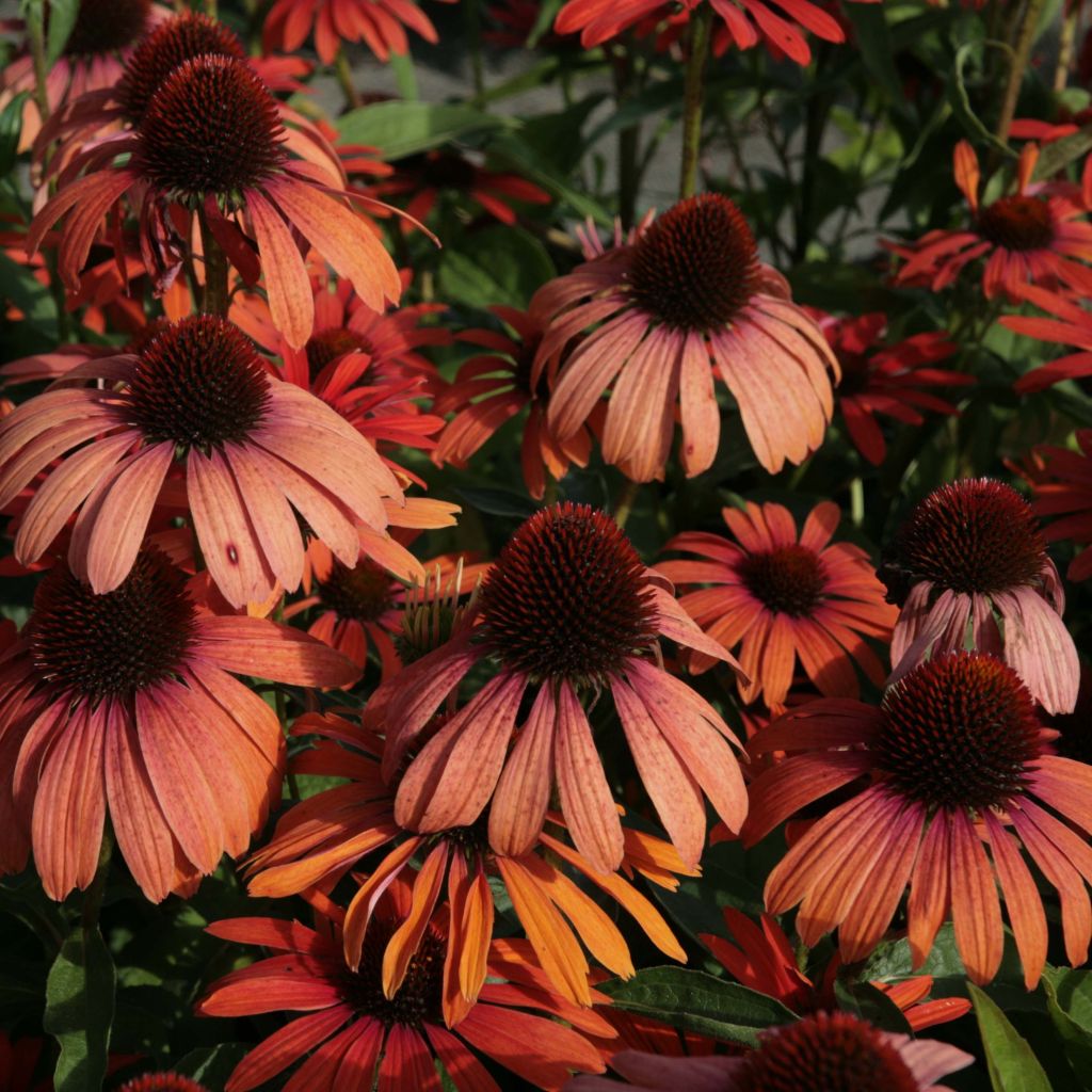 Echinacea purpurea Julia - Rode zonnehoed