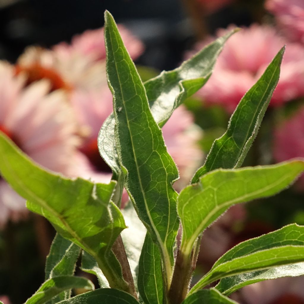 Echinacea purpurea SunSeekers Salmon - Rode zonnehoed