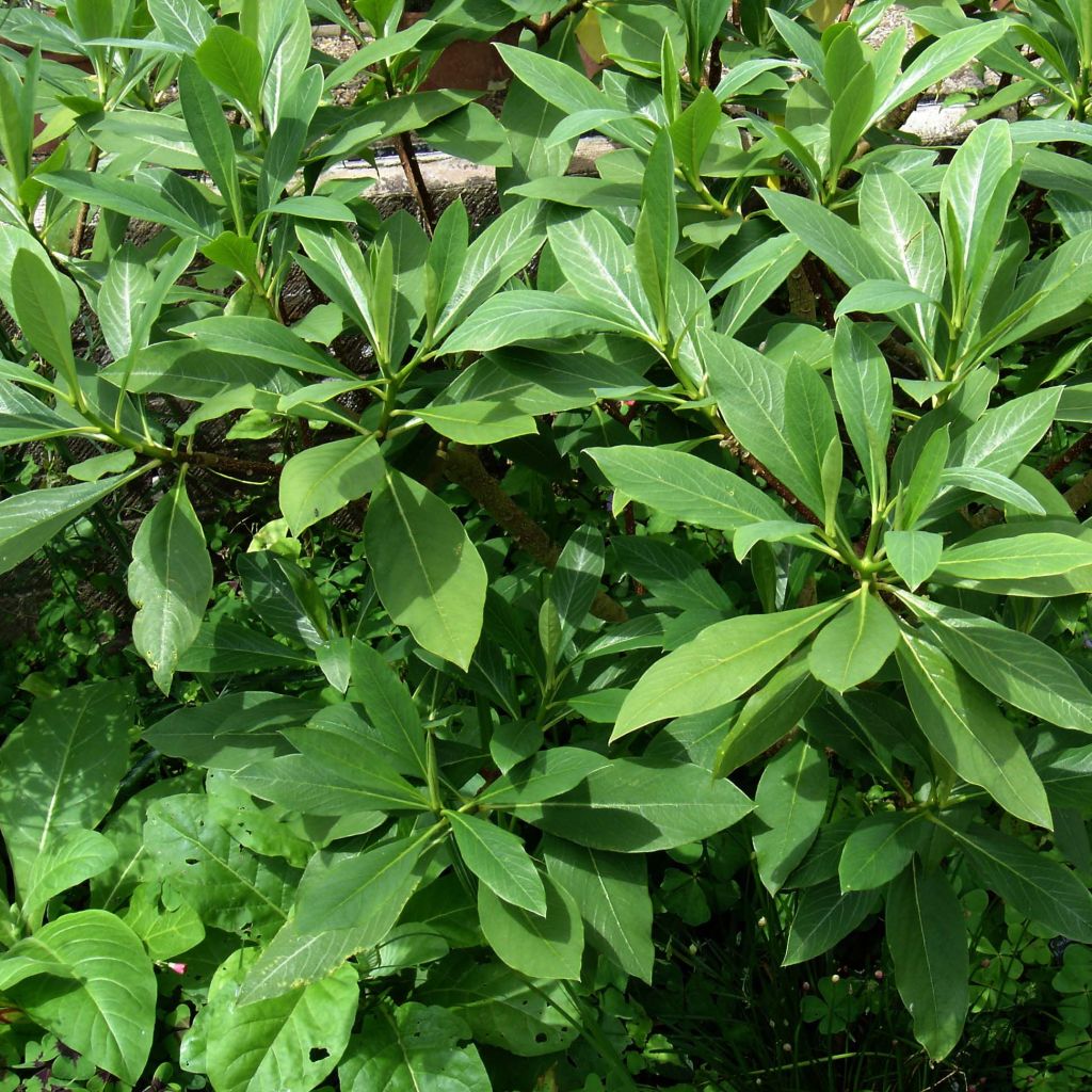 Edgeworthia chrysantha - Papierstruik