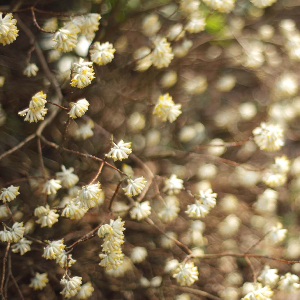 Edgeworthia chrysantha - Papierstruik