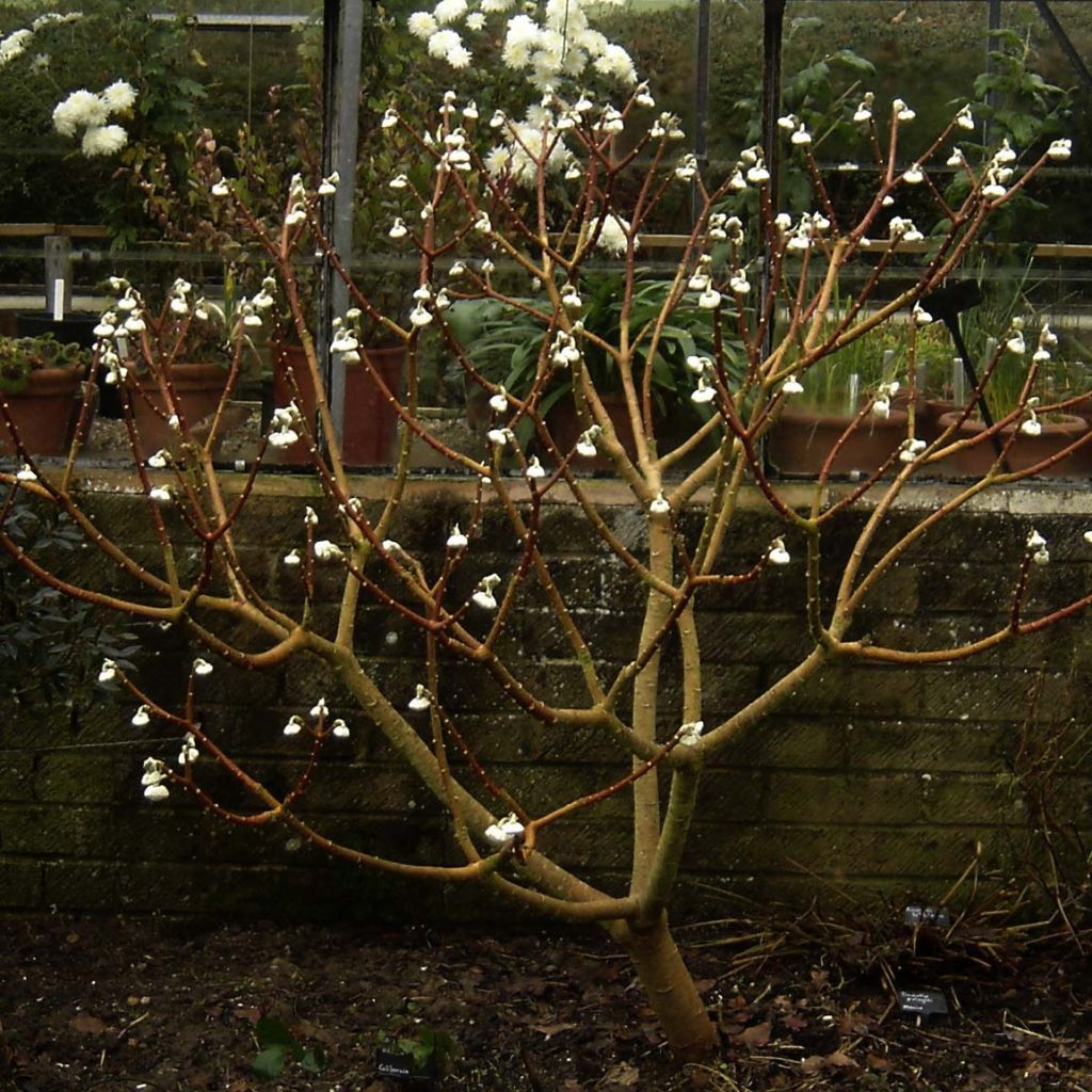 Edgeworthia chrysantha Grandiflora - Papierstruik