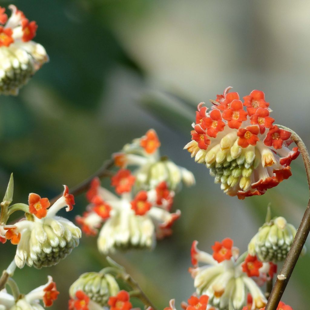 Edgeworthia chrysantha Red Dragon Akebono - Papierstruik