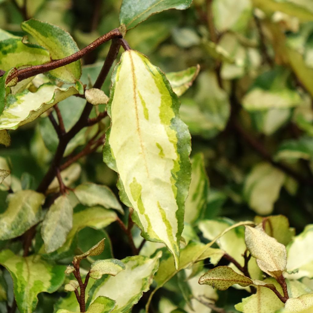 Elaeagnus ebbingei Maryline - Olijfwilg
