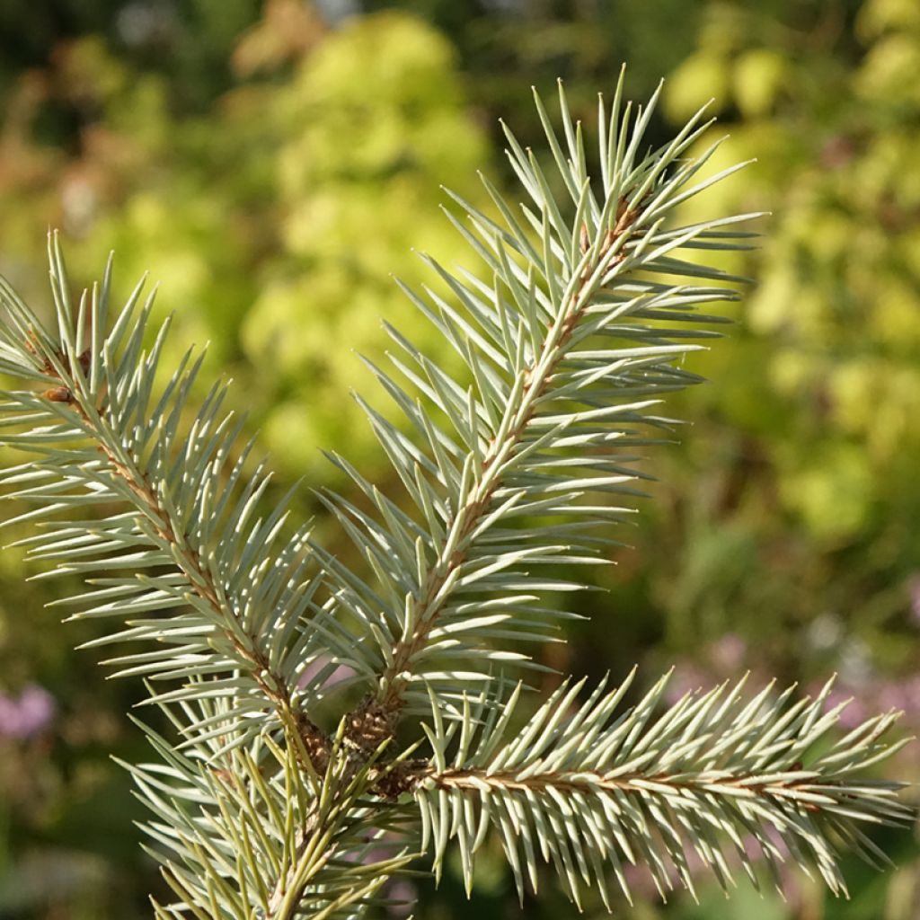 Picea pungens Karpaten - Blauwe spar
