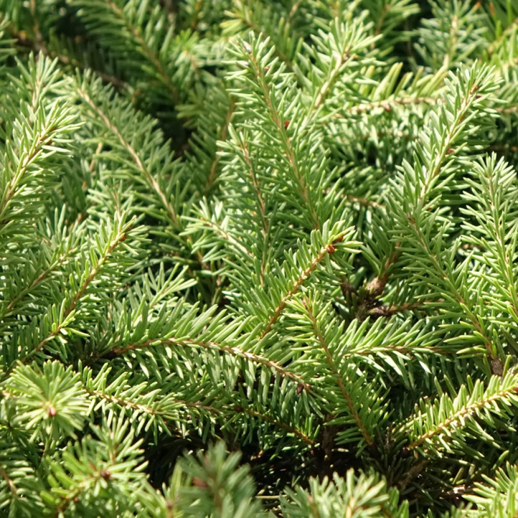 Picea abies Zagwiżdże - Fijnspar