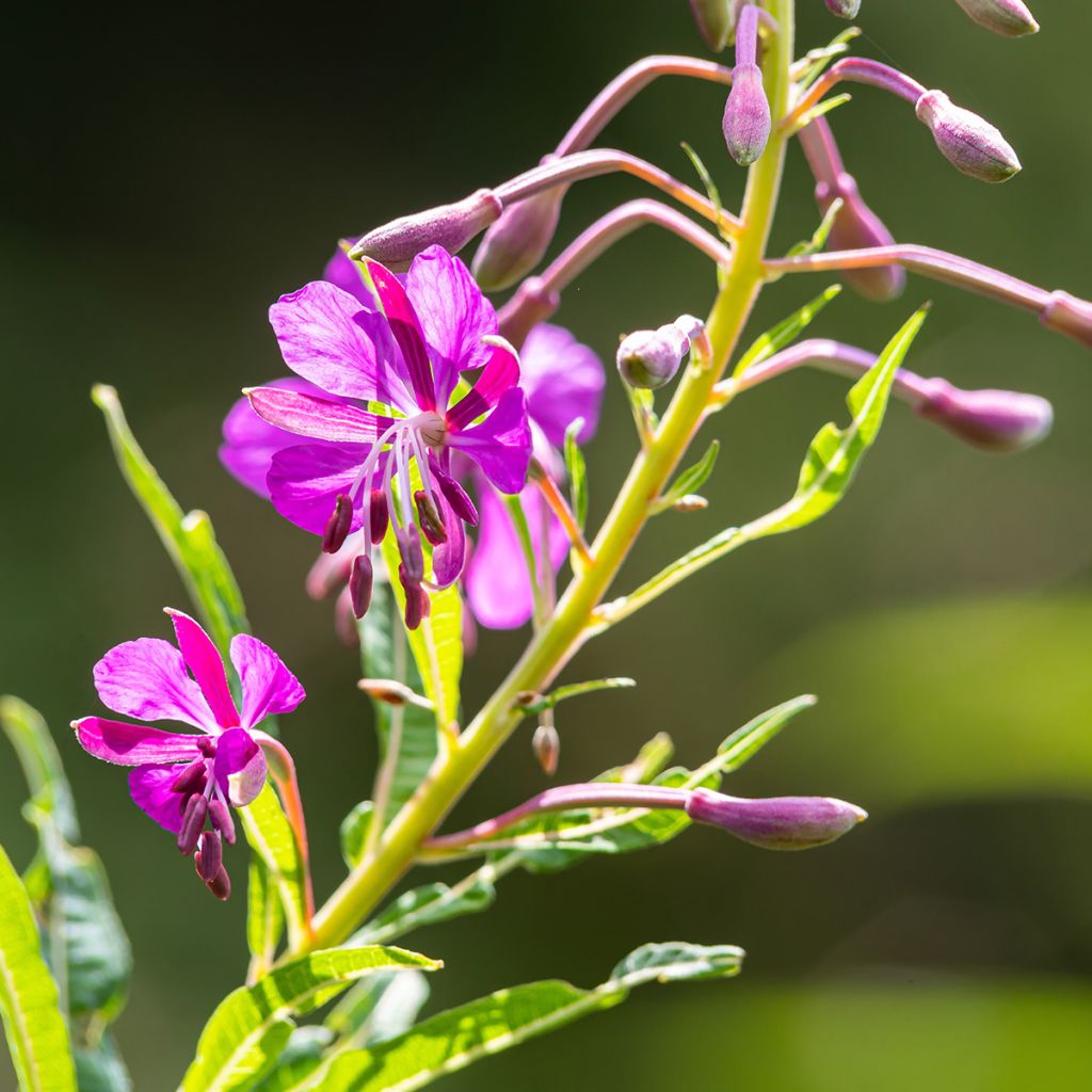 Epilobium angustifolium - Wilgenroosje