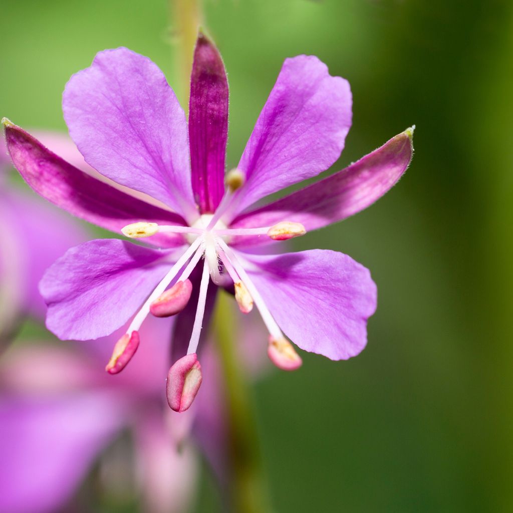 Epilobium angustifolium - Wilgenroosje