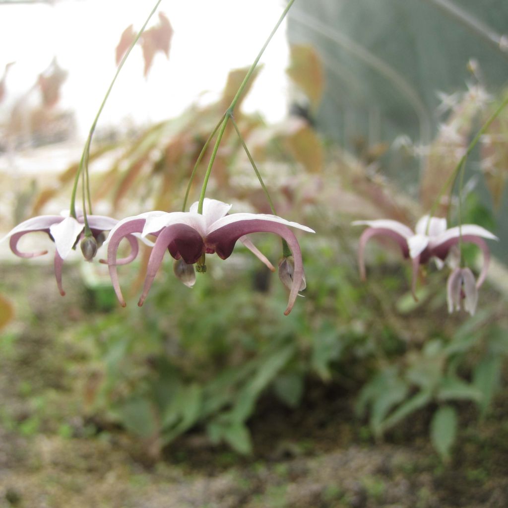 Epimedium dolichostemon - Elfenbloem
