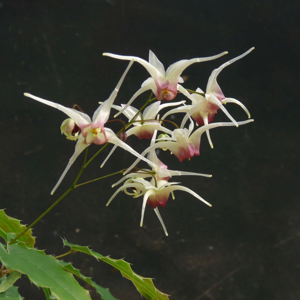 Epimedium Domino - Elfenbloem