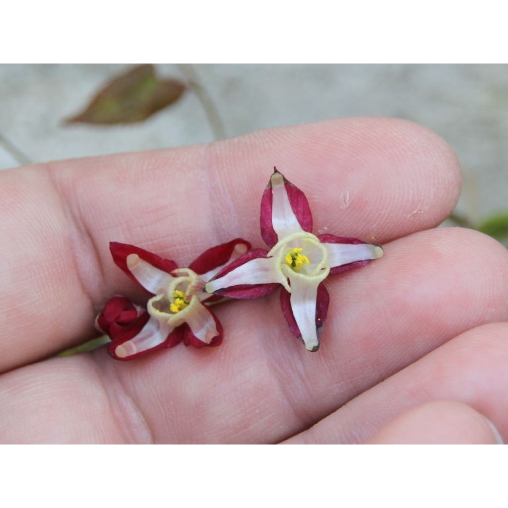 toutes petites, mais tellement charmantes !