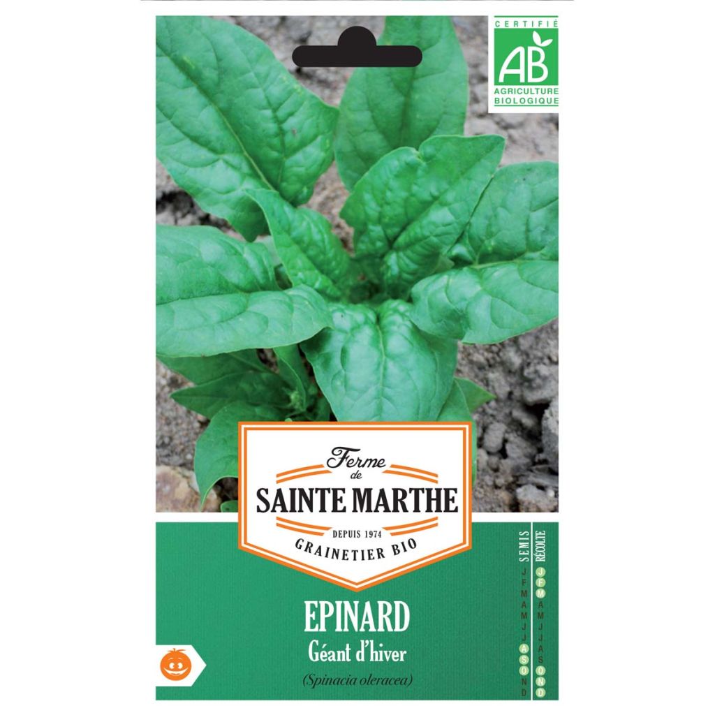 Epinard Géant d'Hiver Bio - Ferme de Sainte Marthe 