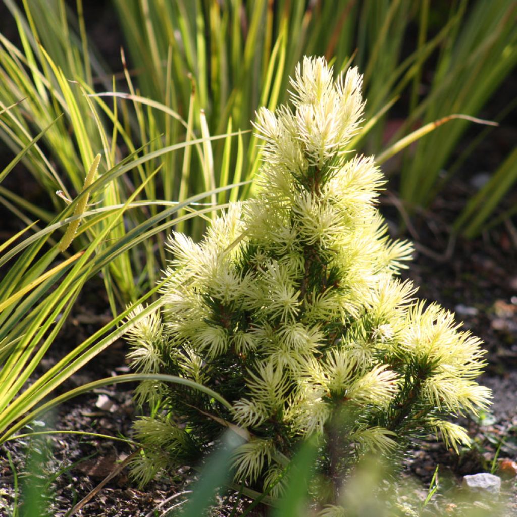 Picea glauca Daisy's White - Witte spar