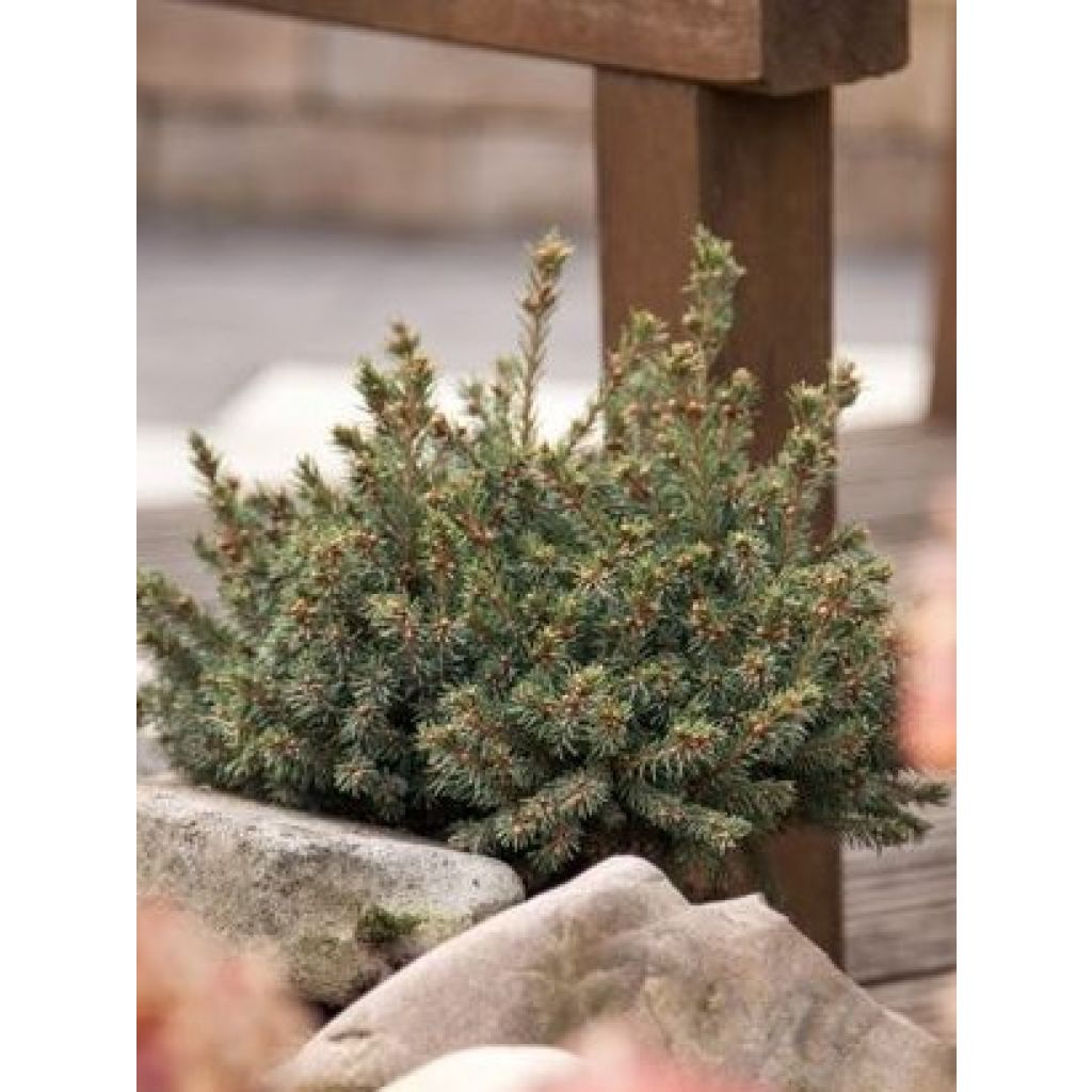Picea glauca Echiniformis - Witte spar