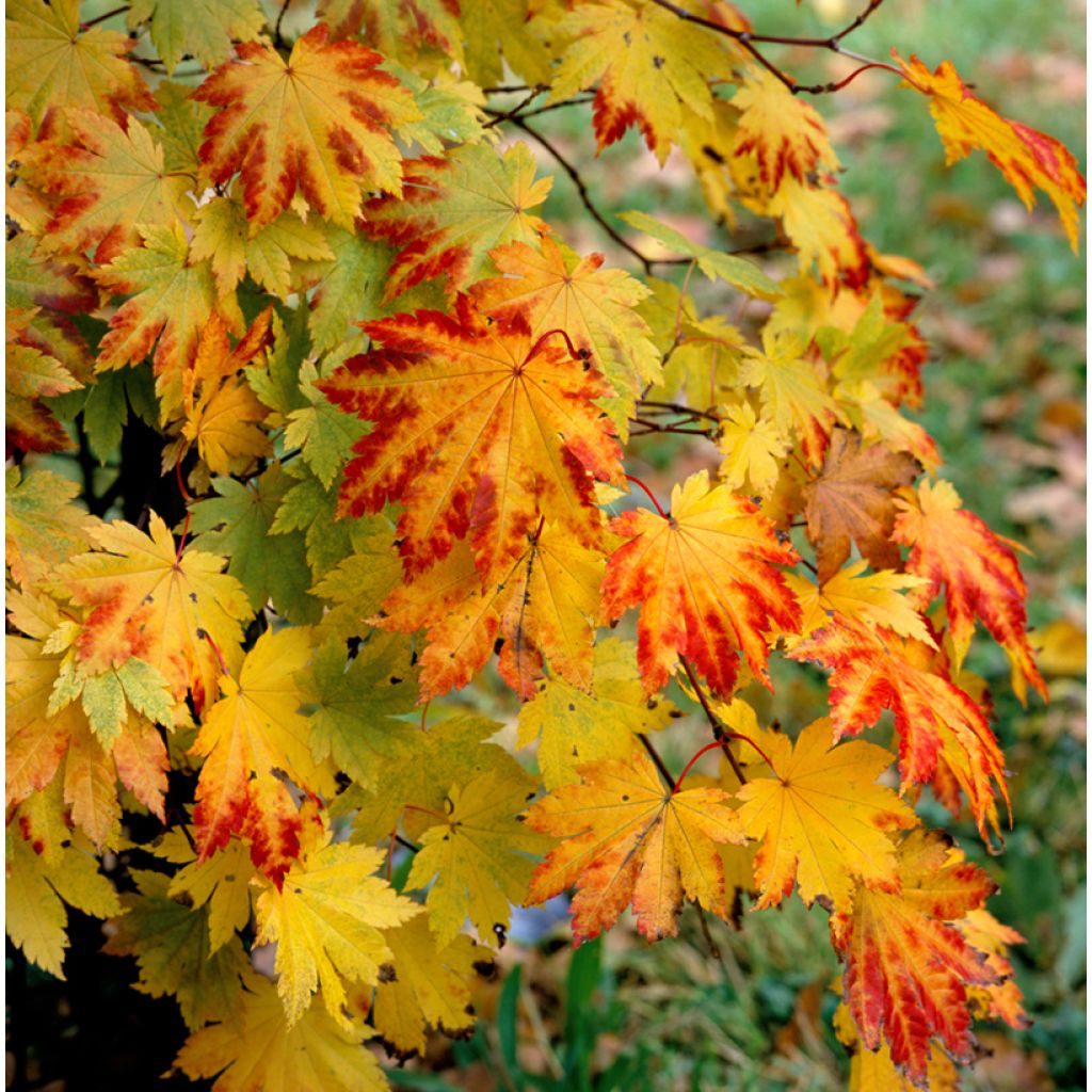 Acer japonicum Vitifolium - Japanse esdoorn