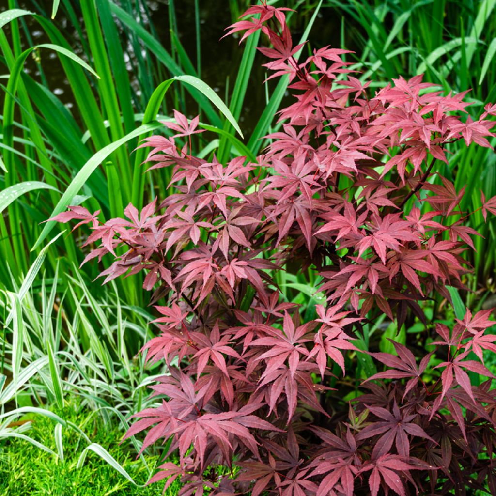 Acer palmatum Atropurpureum - Japanse esdoorn