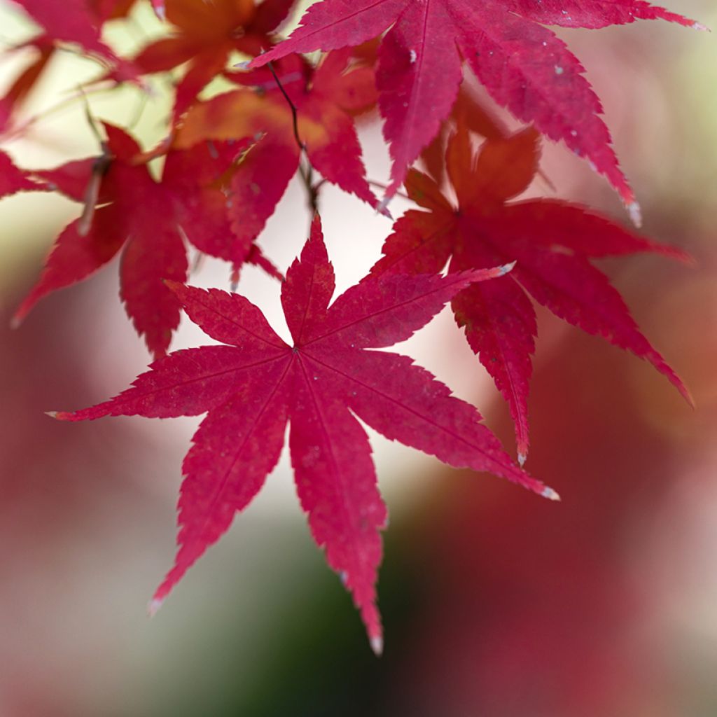 Acer palmatum Atropurpureum - Japanse esdoorn