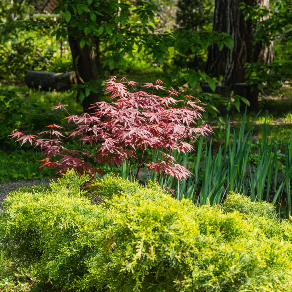 Acer palmatum Atropurpureum - Japanse esdoorn